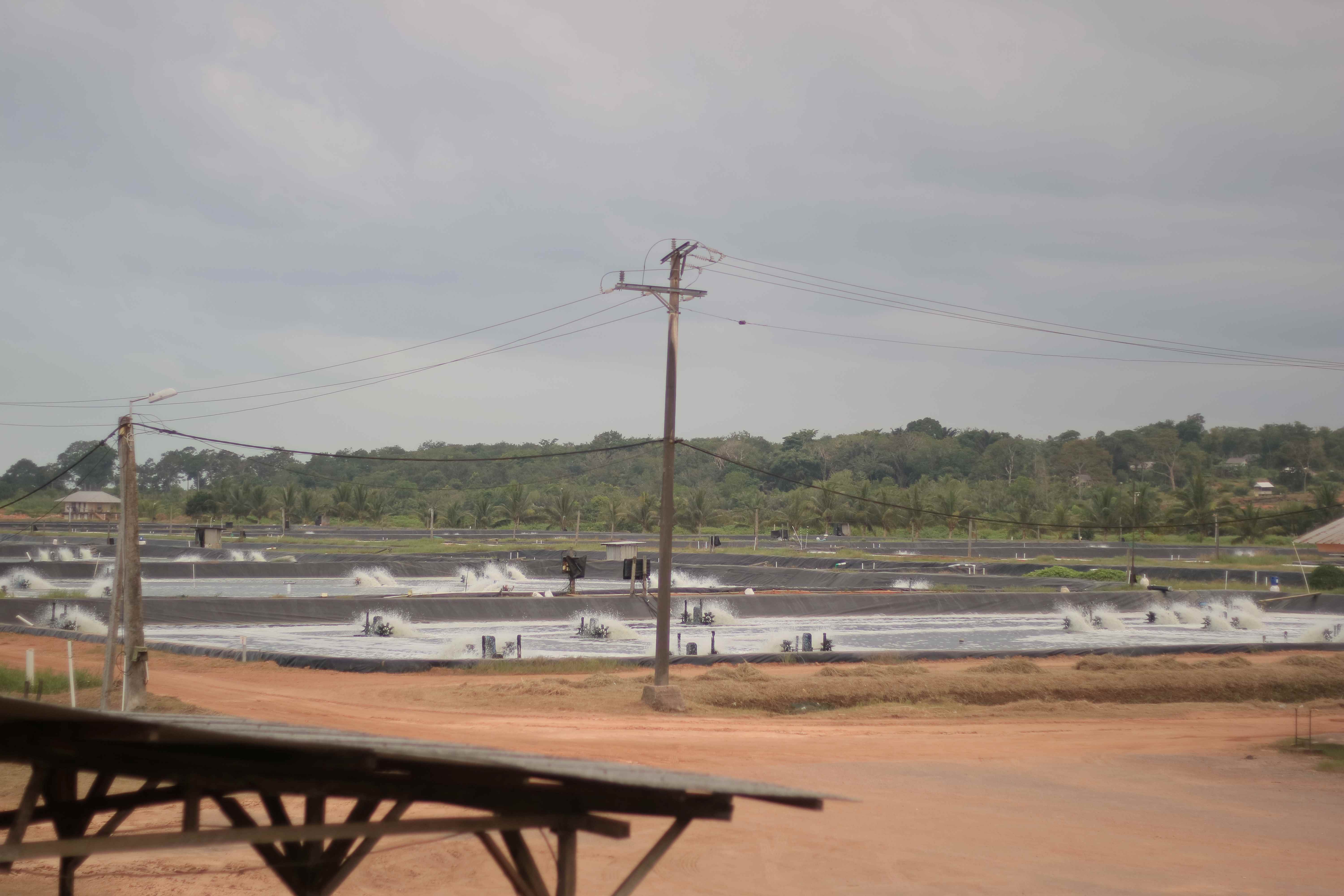 Mengenal Sistem-sistem Budidaya Udang di Indonesia