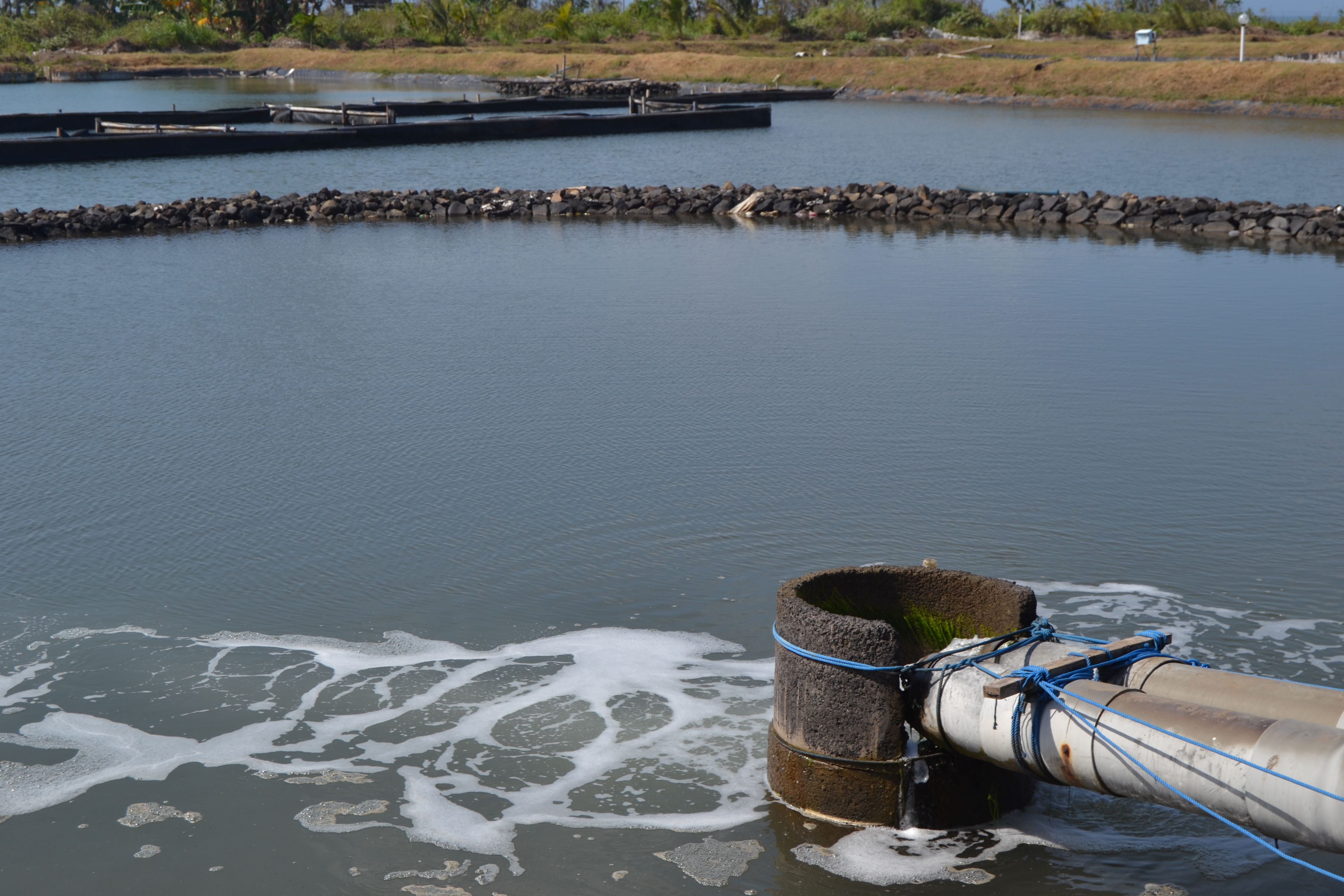 Kelola Limbah Tambak dengan IPAL Agar Berkelanjutan