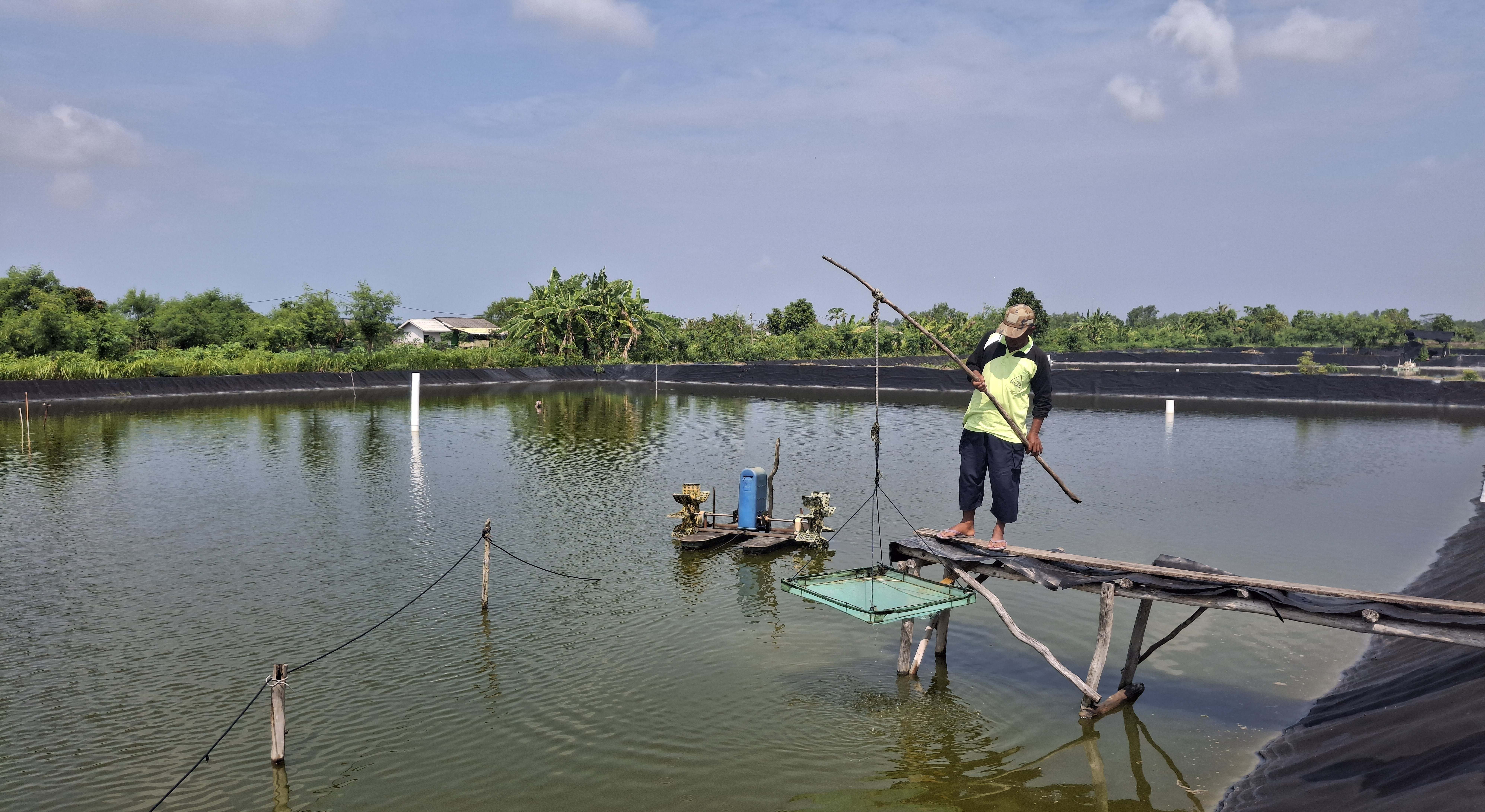 SBI dukung petambak eks Dipasena bangkit bersama