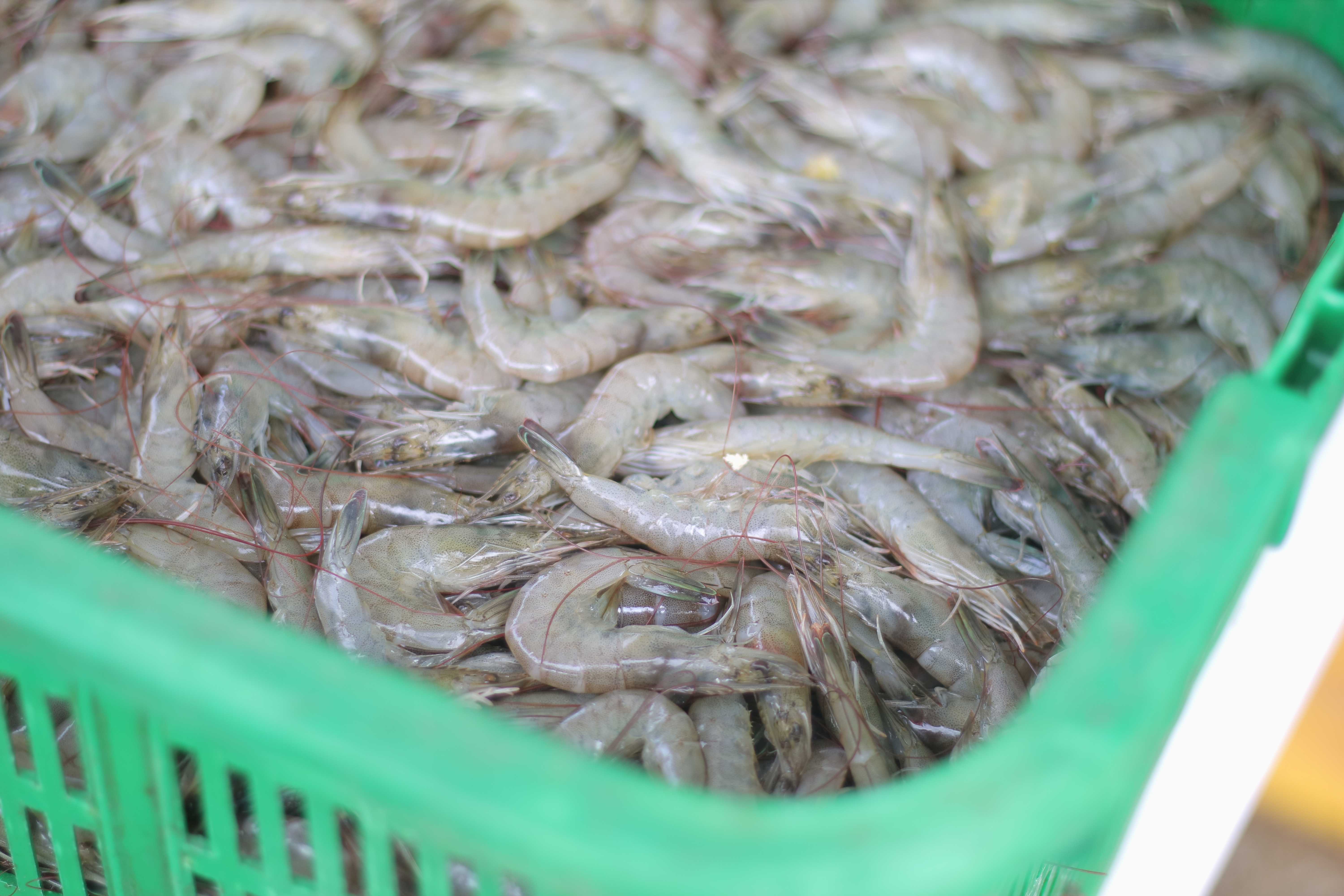 Manfaat Fitobiotik untuk Tingkatkan Kesehatan & Produktivitas Udang